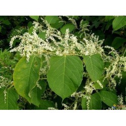 Phytospagyrie: Renouée du Japon bio