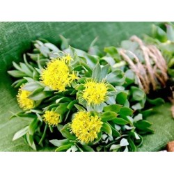 Phytospagyrie: Rhodiola bio