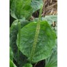 Phytospagyrie: Plantain bio