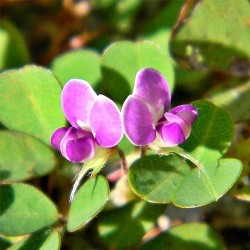 Phytospagyrie: Desmodium bio