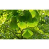 Phytospagyrie- Ginkgo biloba bio