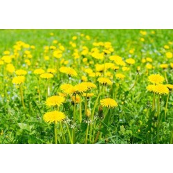 Phytospagyrie: Pissenlit bio