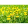 Phytospagyrie: Pissenlit bio