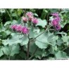 Phytospagyrie: Bardane bio