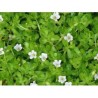 Phytospagyrie: Bacopa bio