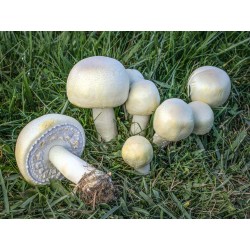 Mycoforce:  Agaricus