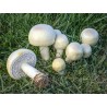 Mycoforce:  Agaricus