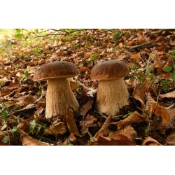 Mycoforce: Boletus