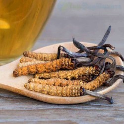 Mycoforce: Cordyceps