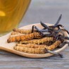 Mycoforce: Cordyceps