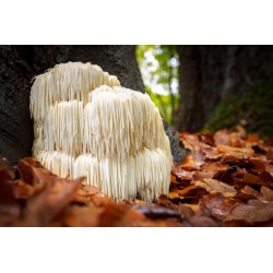 Mycoforce: Hericium