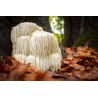 Mycoforce: Hericium