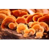 Mycoforce: Reishi