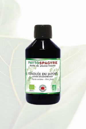 Phytospagyrie Renouée du Japon Bio